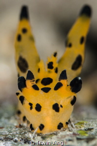 P I K A C H U 
Nudibranch (Thecacera pacifica) 
Anilao,... by Irwin Ang 